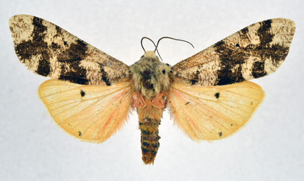 /filer/webapps/moths/media/images/L/latifasciata_Teracotona_AM_NHMO.jpg
