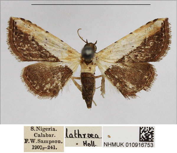 /filer/webapps/moths/media/images/L/latifera_Corgatha_AF_NHMUK.jpg