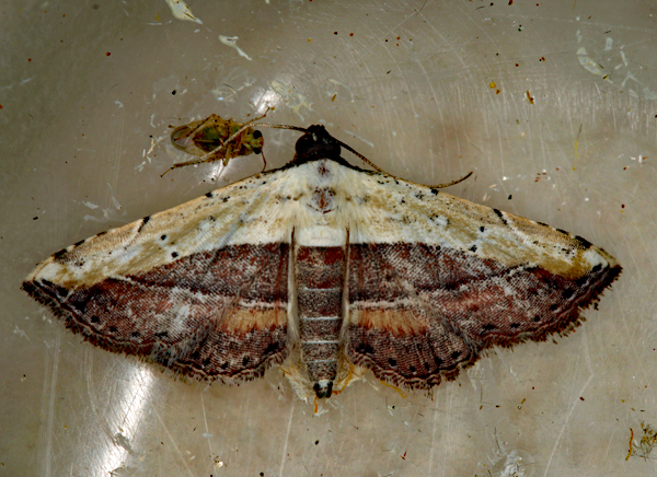 /filer/webapps/moths/media/images/L/latifera_Corgatha_A_Roland_01_R3RnYEc.jpg