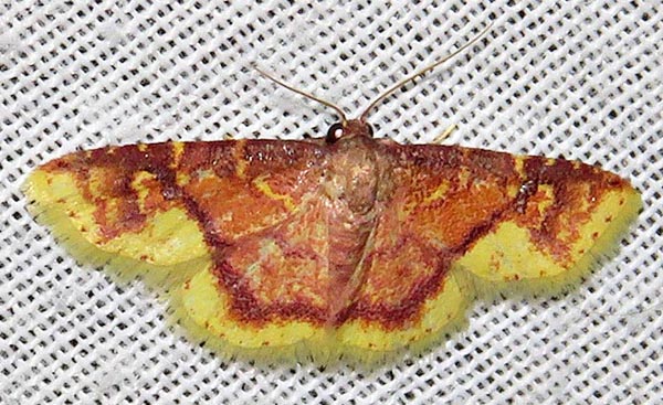 /filer/webapps/moths/media/images/L/latiflavaria_Syngatha_A_Braun_06.jpg