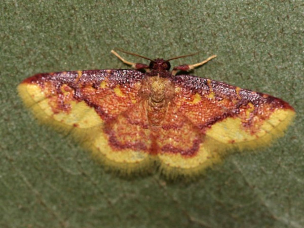 /filer/webapps/moths/media/images/L/latiflavaria_Syngatha_A_Grimm.jpg