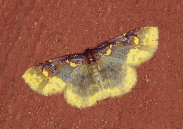 /filer/webapps/moths/media/images/L/latiflavaria_Syngatha_A_Roland_09.jpg