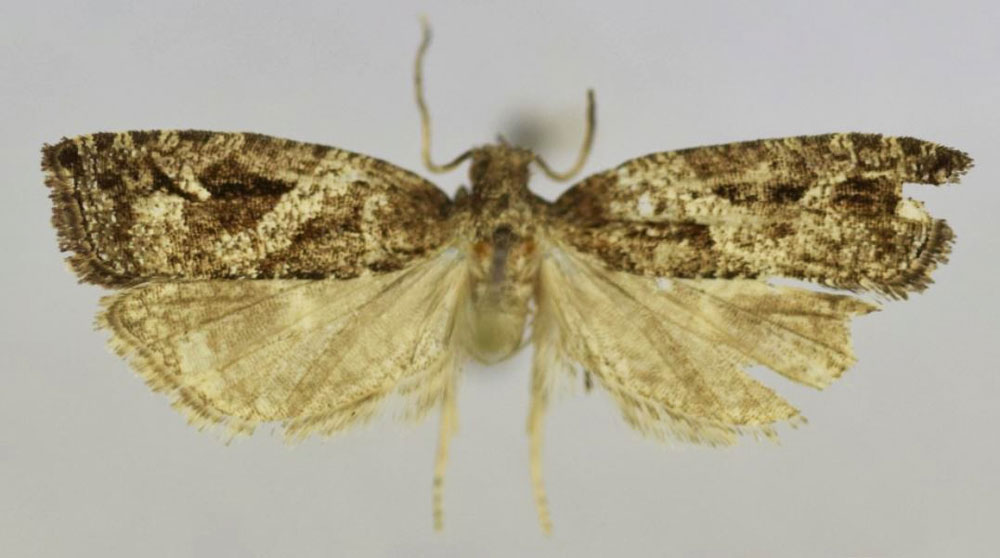 /filer/webapps/moths/media/images/L/latiloba_Epinotia_HT_Trematerrab.jpg