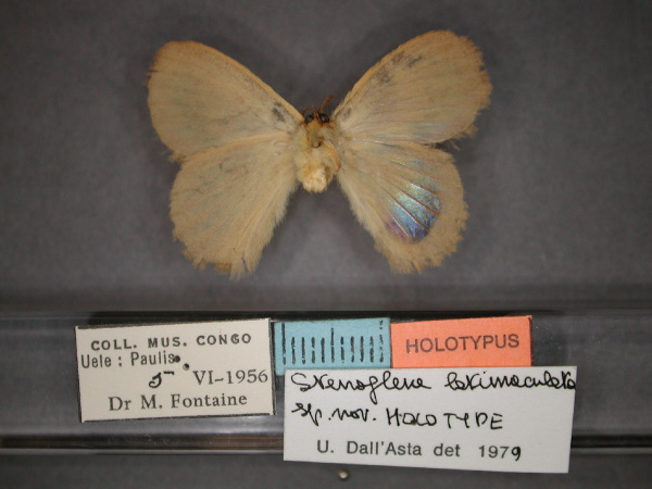 /filer/webapps/moths/media/images/L/latimaculata_Stenoglene_HT_RMCA_02.jpg