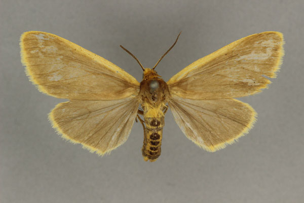 /filer/webapps/moths/media/images/L/latimarginalis_Amsacta_AF_BMNH.jpg
