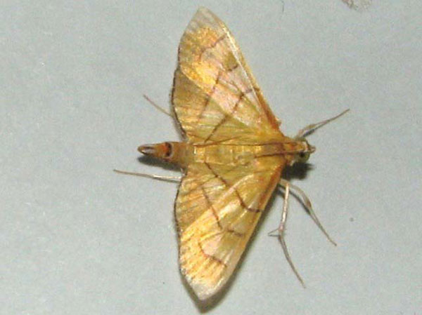 /filer/webapps/moths/media/images/L/latimarginalis_Syngamia_A_Goff_03.jpg