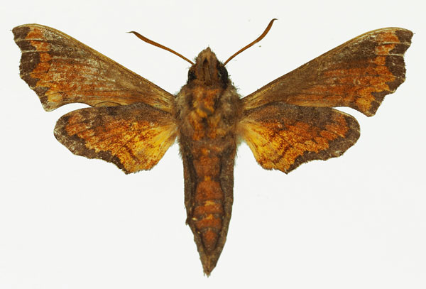 /filer/webapps/moths/media/images/L/latimargo_Temnora_AM_Basquinb.jpg