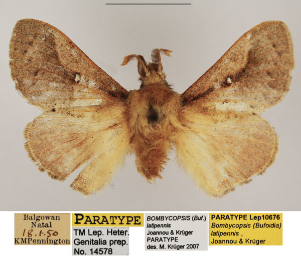 /filer/webapps/moths/media/images/L/latipennis_Bombycopsis_PTM_TMSA_01.jpg