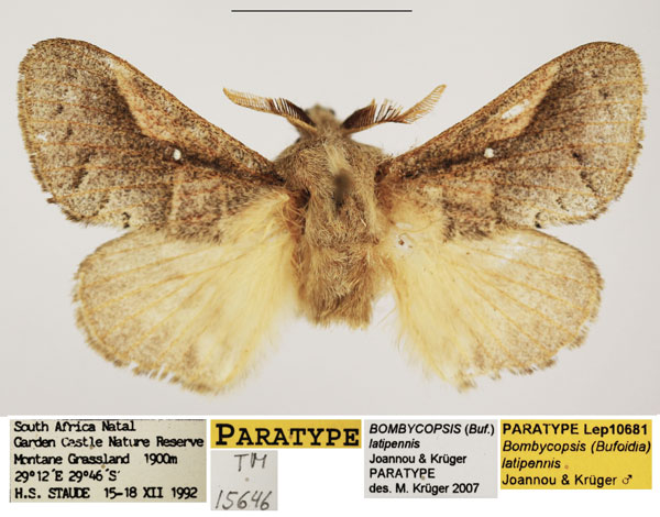 /filer/webapps/moths/media/images/L/latipennis_Bombycopsis_PTM_TMSA_02.jpg