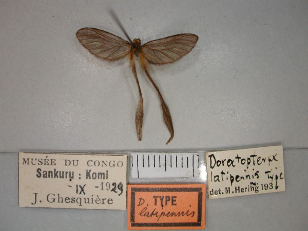/filer/webapps/moths/media/images/L/latipennis_Doratopteryx_HT_RMCA_02.jpg