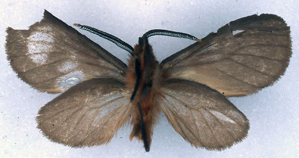 /filer/webapps/moths/media/images/L/latipennis_Metarctia_HT_BMNH_02.jpg