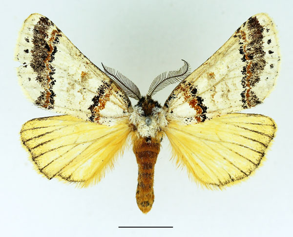 /filer/webapps/moths/media/images/L/latipennis_Phalera_AM_Basquin.jpg