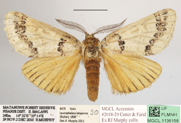 /filer/webapps/moths/media/images/L/latipennis_Phalera_A_MGCLa_01.JPG