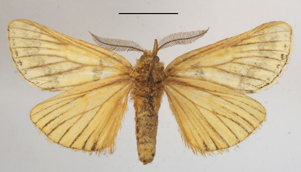 /filer/webapps/moths/media/images/L/latipennis_Phalera_A_MGCLb_01.JPG