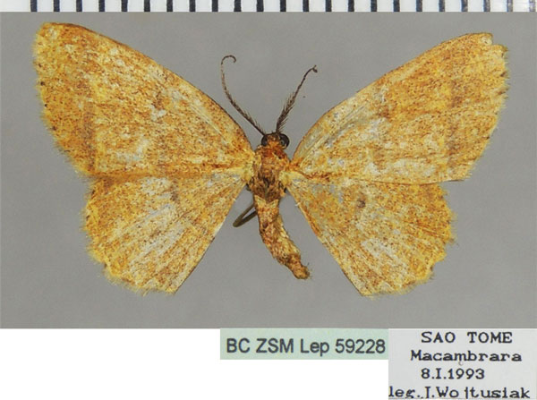 /filer/webapps/moths/media/images/L/latiscripta_Xenostega_AF_ZSM.jpg