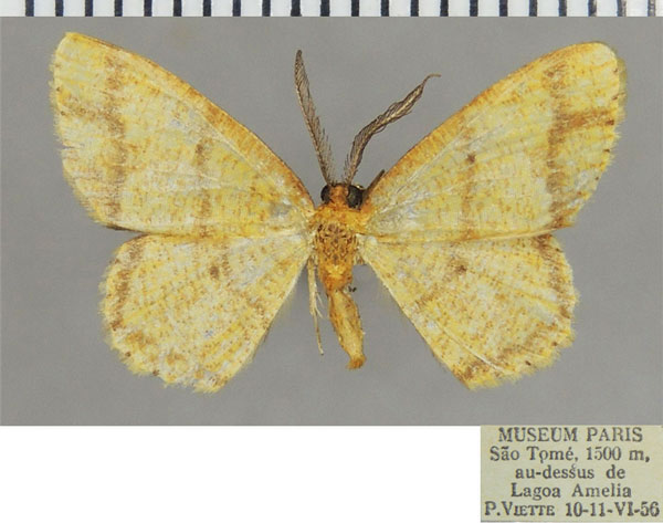 /filer/webapps/moths/media/images/L/latiscripta_Xenostega_AM_ZSMa.jpg
