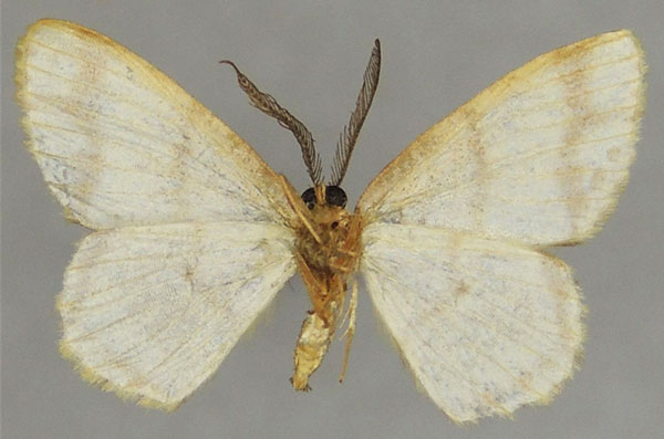/filer/webapps/moths/media/images/L/latiscripta_Xenostega_AM_ZSMb.jpg