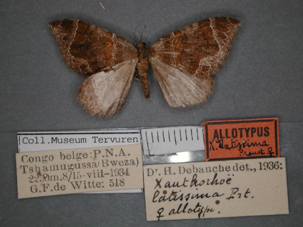 /filer/webapps/moths/media/images/L/latissima_Xanthorhoe_AT_RMCA_01.jpg