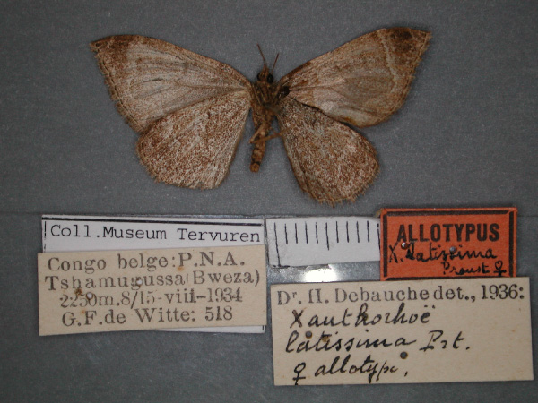/filer/webapps/moths/media/images/L/latissima_Xanthorhoe_AT_RMCA_02.jpg
