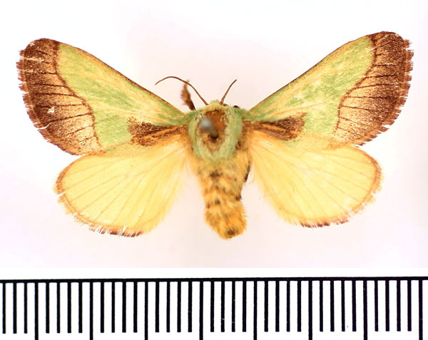 /filer/webapps/moths/media/images/L/latistriga_Latoia_AF_BMNH.jpg