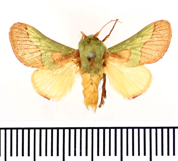 /filer/webapps/moths/media/images/L/latistriga_Latoia_AM_BMNH.jpg