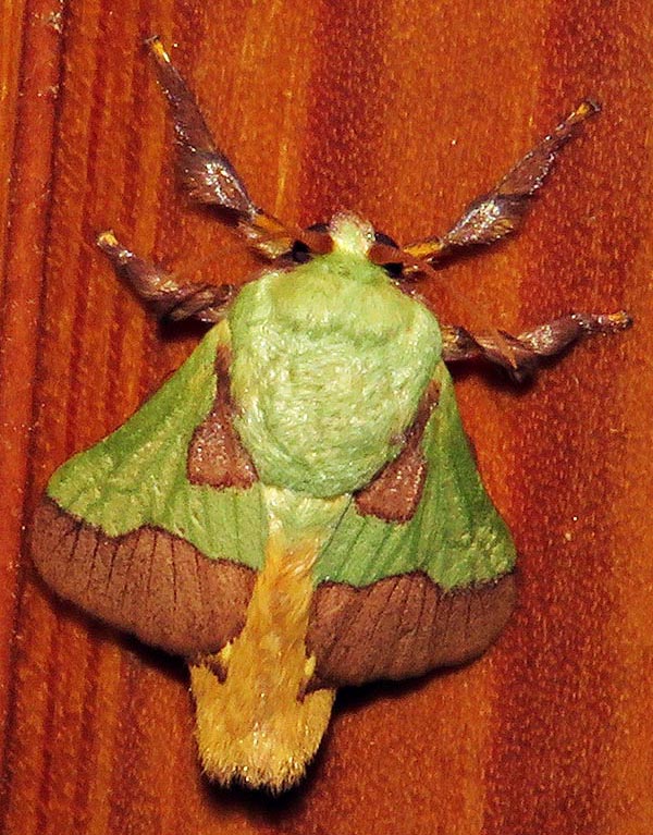 /filer/webapps/moths/media/images/L/latistriga_Latoia_A_Braun_07.jpg