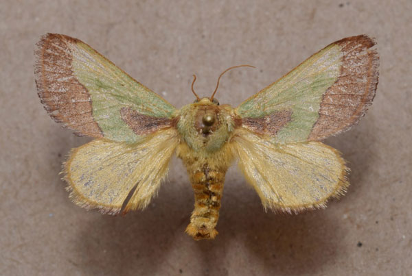 /filer/webapps/moths/media/images/L/latistriga_Latoia_A_Butler.jpg