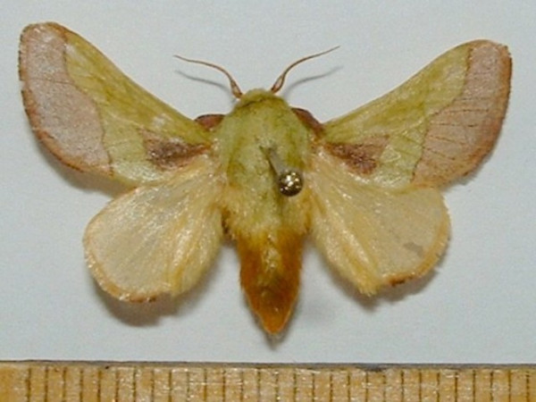 /filer/webapps/moths/media/images/L/latistriga_Latoia_A_Mateke.jpg