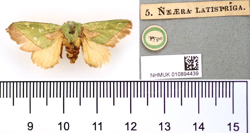 /filer/webapps/moths/media/images/L/latistriga_Neaera_HT_BMNH.jpg