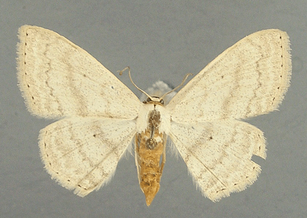 /filer/webapps/moths/media/images/L/latitans_Scopula_AF_TMSA.jpg