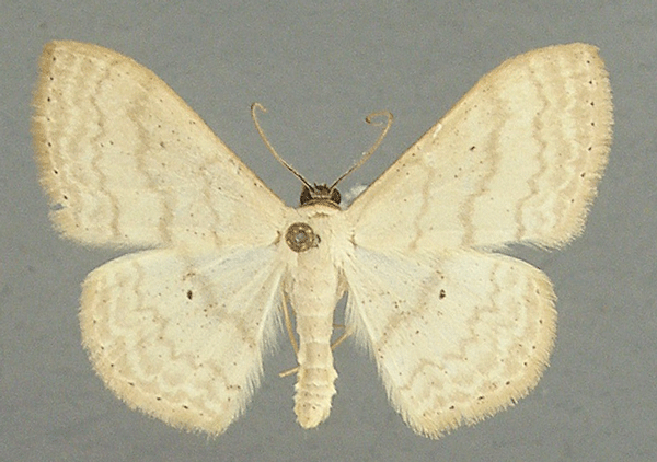 /filer/webapps/moths/media/images/L/latitans_Scopula_AM_TMSA.jpg