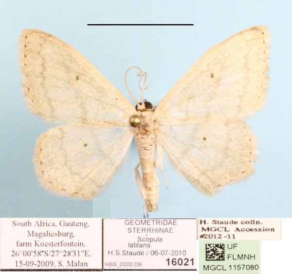 /filer/webapps/moths/media/images/L/latitans_Scopula_A_MGCLa_01.JPG