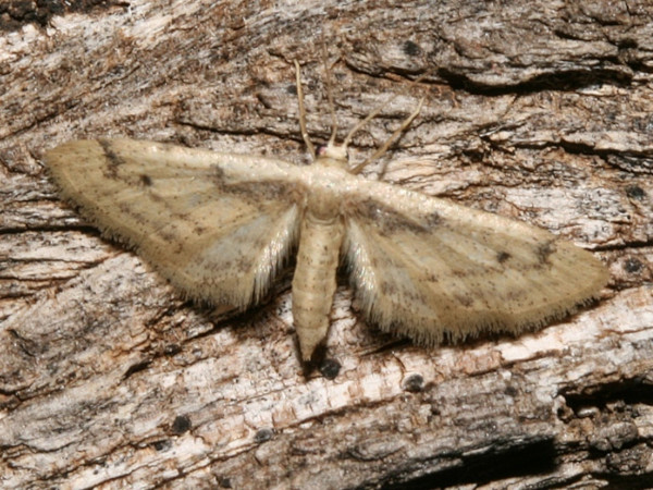 /filer/webapps/moths/media/images/L/latitans_Scopula_A_Roland.jpg