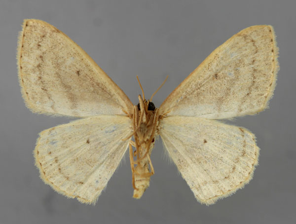 /filer/webapps/moths/media/images/L/latitans_Scopula_A_ZSM_02.jpg