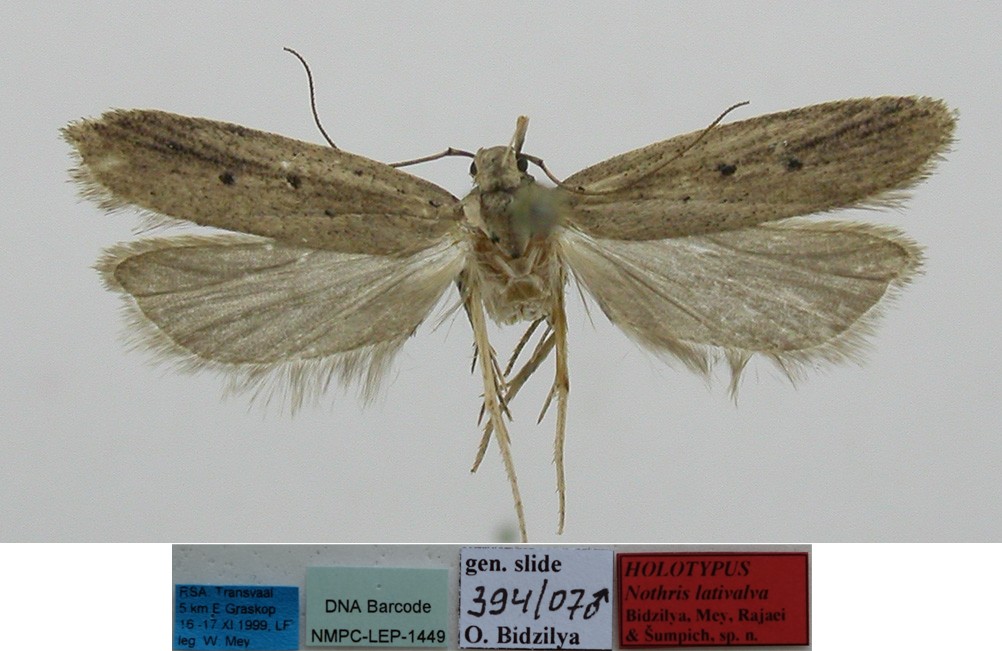 /filer/webapps/moths/media/images/L/lativalva_Nothris_MHT_MfN.jpg