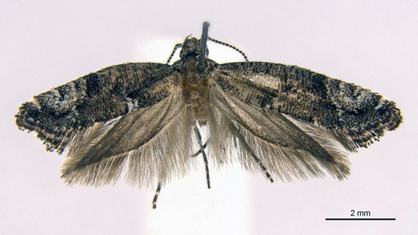 /filer/webapps/moths/media/images/L/lativalvata_Acrolepiopsis_HT_Gaedike.jpg