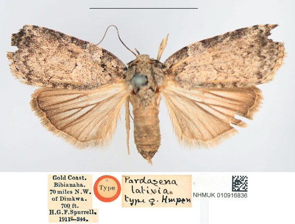 /filer/webapps/moths/media/images/L/lativia_Pardasena_STF_NHMUK.jpg