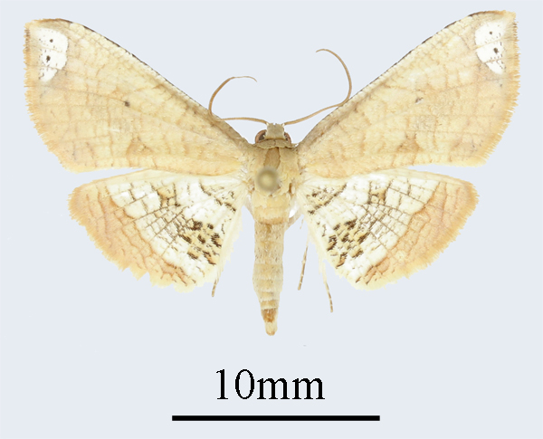 /filer/webapps/moths/media/images/L/latizonalis_Sijua_AM_ANHRTa.JPG