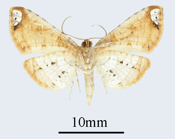 /filer/webapps/moths/media/images/L/latizonalis_Sijua_AM_ANHRTb.JPG
