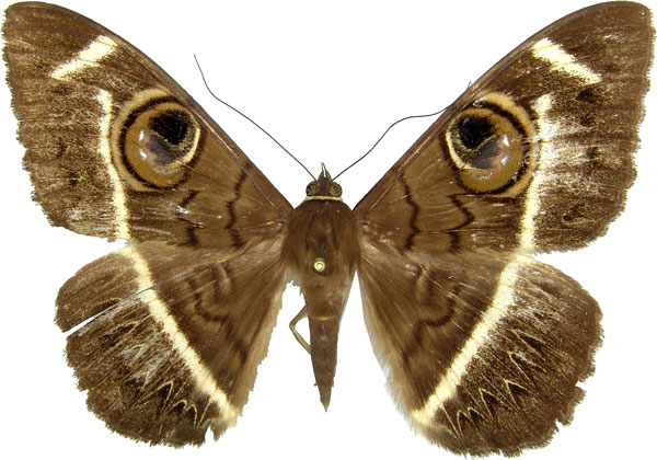 /filer/webapps/moths/media/images/L/latona_Cyligramma_AF_MCJM.jpg
