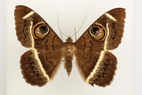 /filer/webapps/moths/media/images/L/latona_Cyligramma_AF_TMSA_01.jpg