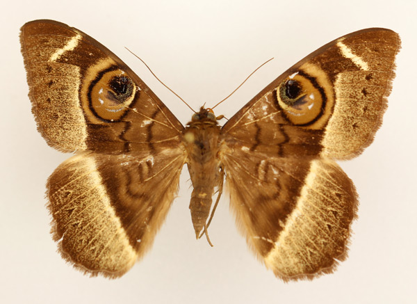 /filer/webapps/moths/media/images/L/latona_Cyligramma_AF_TMSA_02.jpg