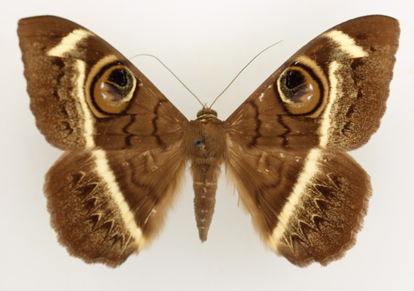 /filer/webapps/moths/media/images/L/latona_Cyligramma_AM_TMSA_01.jpg