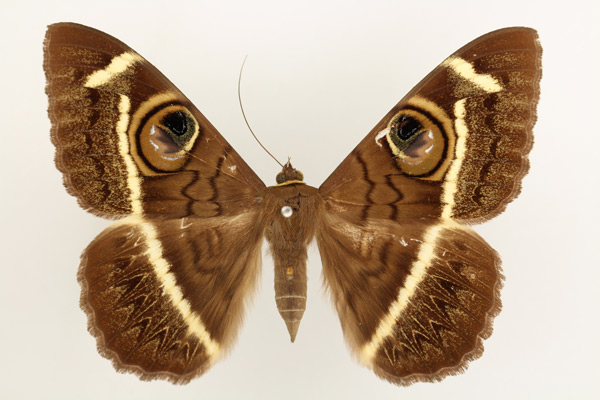 /filer/webapps/moths/media/images/L/latona_Cyligramma_AM_TMSA_02.jpg