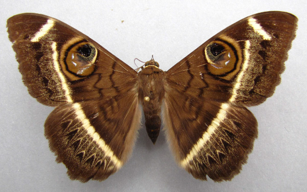 /filer/webapps/moths/media/images/L/latona_Cyligramma_A_Baron.jpg