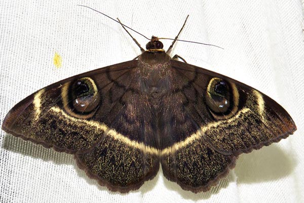 /filer/webapps/moths/media/images/L/latona_Cyligramma_A_Braun_15.jpg