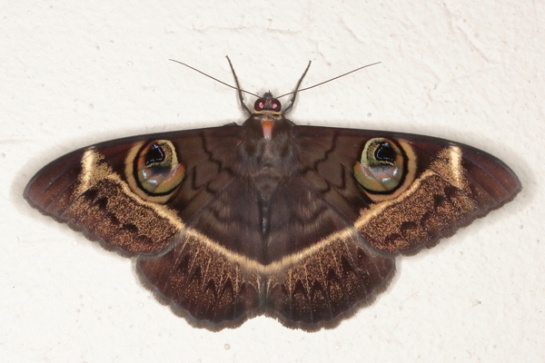 /filer/webapps/moths/media/images/L/latona_Cyligramma_A_Heyns_01.JPG