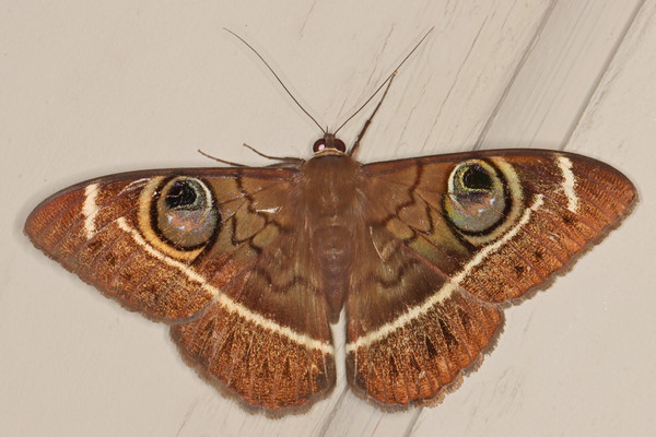 /filer/webapps/moths/media/images/L/latona_Cyligramma_A_Heyns_02.jpg