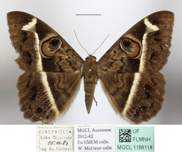 /filer/webapps/moths/media/images/L/latona_Cyligramma_A_MGCLa_01.JPG