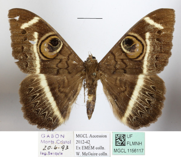 /filer/webapps/moths/media/images/L/latona_Cyligramma_A_MGCLa_02.JPG